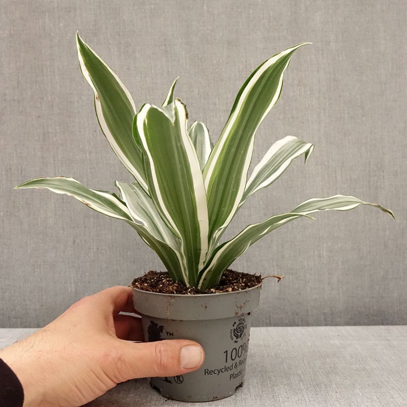 Dracaena fragrans White Jewel - Corn plant 12cm pot sample as delivered in spring