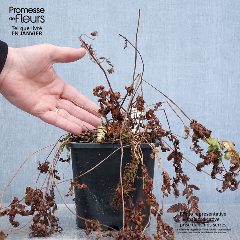 Dryopteris carthusiana - Toothed Wood Fern 2L/3L pot sample as delivered in winter