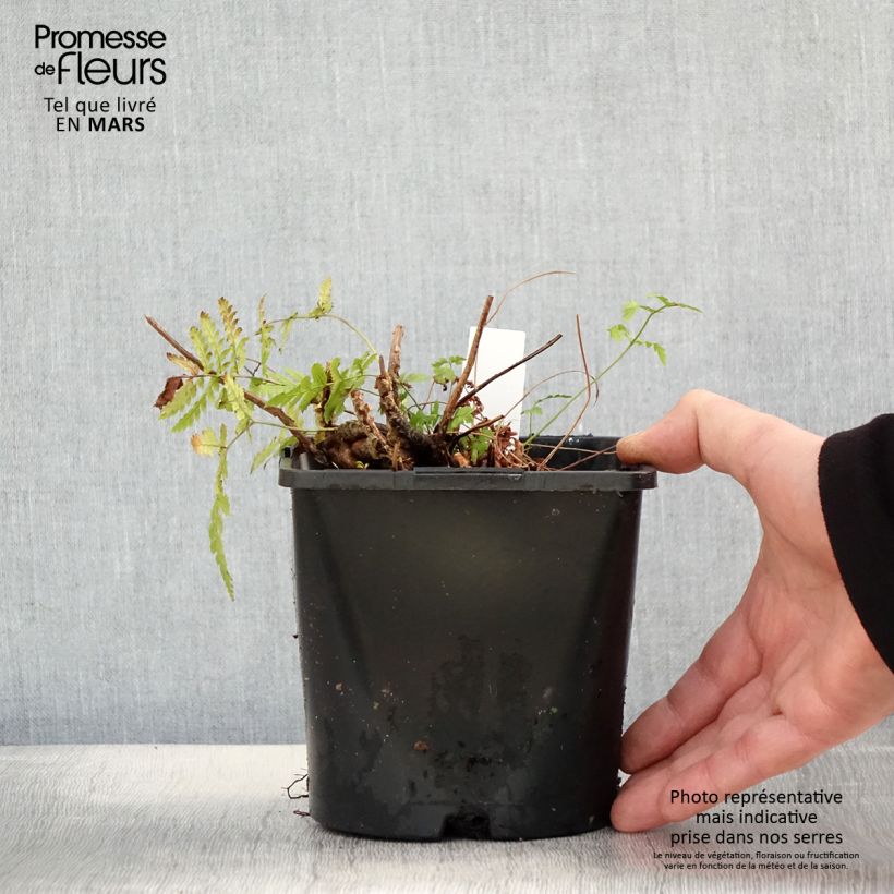 Dryopteris carthusiana - Toothed Wood Fern 2L/3L pot sample as delivered in spring