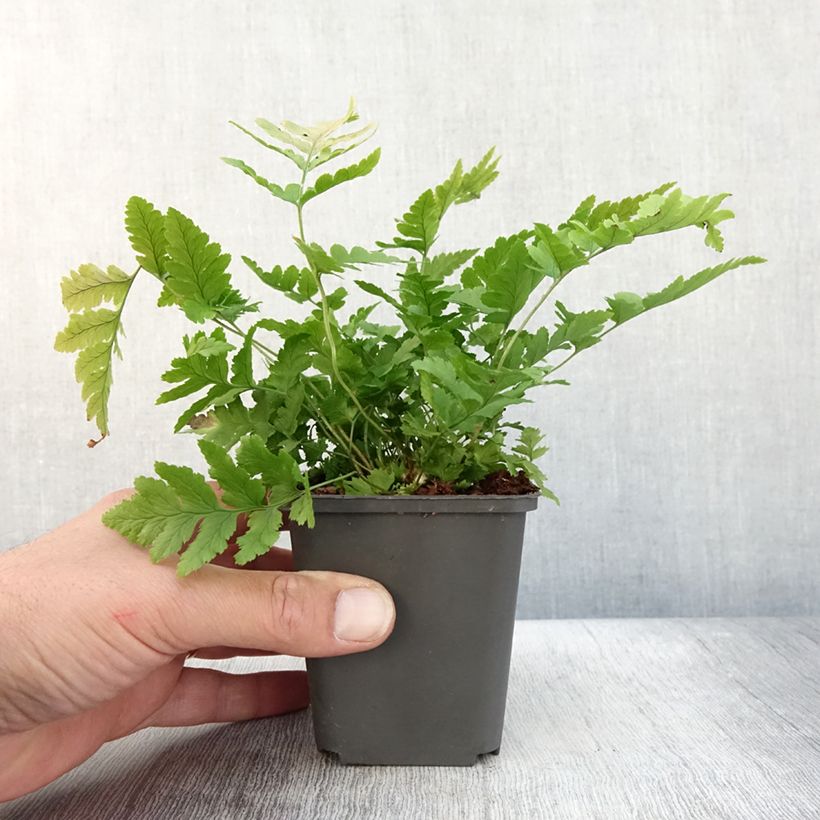 Dryopteris clintoniana - Clinton's Wood Fern 8/9 cm pot sample as delivered in autumn