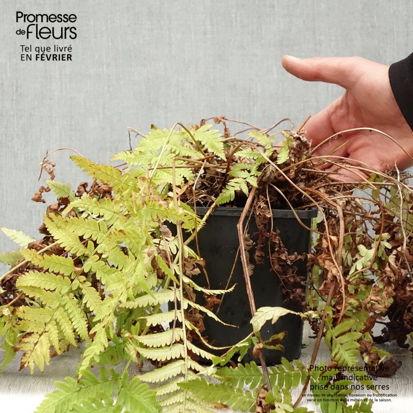 Dryopteris coreanomontana - Wood Fern 2L/3L pot sample as delivered in winter