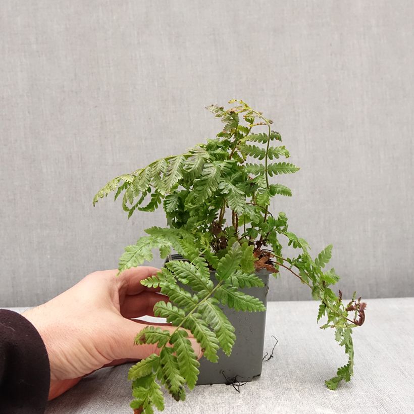 Dryopteris crassirhizoma - Thick-stemmed wood Fern 8/9 cm pot sample as delivered in winter
