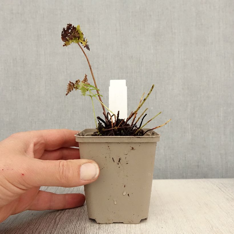 Dryopteris dilatata Crispa Whiteside - Broad Buckler Fern 8/9 cm pot sample as delivered in spring