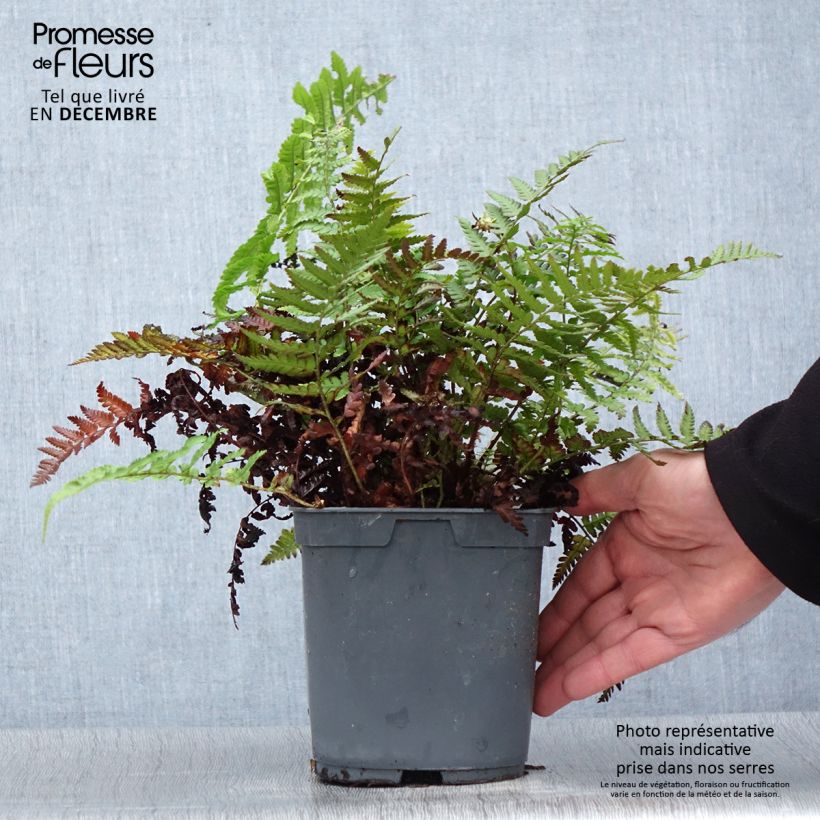 Dryopteris filix-mas - Male Fern 2L/3L pot sample as delivered in winter