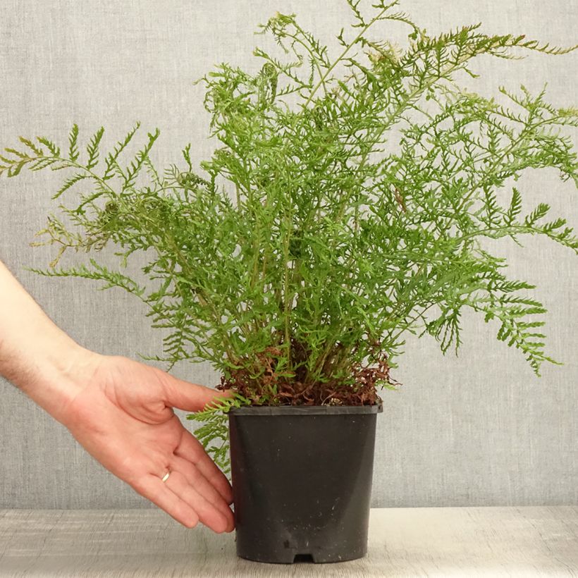 Dryopteris filix-mas Linearis Polydactyla - Male Fern 2L/3L pot sample as delivered in spring