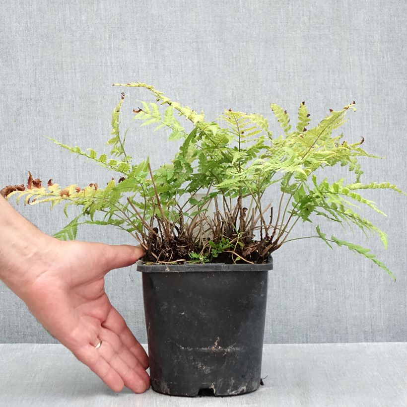 Dryopteris stewartii - Wood Fern 2L/3L pot sample as delivered in autumn