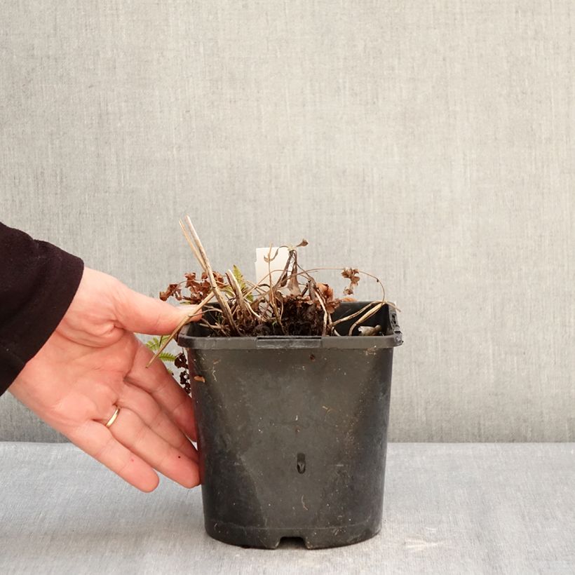 Dryopteris stewartii - Wood Fern 2L/3L pot sample as delivered in winter