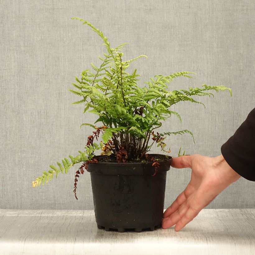 Dryopteris wallichiana - Wood Fern 2L/3L pot sample as delivered in autumn