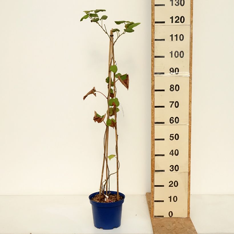 Kiwi Plant kiw'Happy male and female duo - Actinidia deliciosa 4L/5L pot sample as delivered in autumn