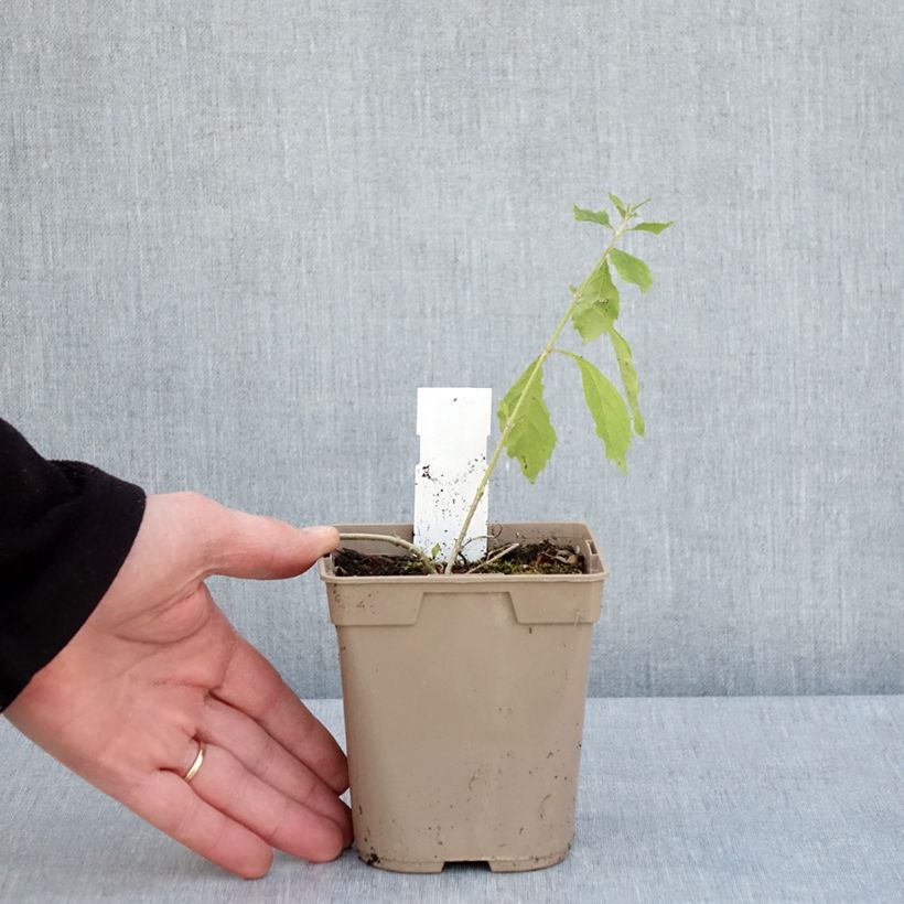 Duranta repens 1L/1.5L pot sample as delivered in spring