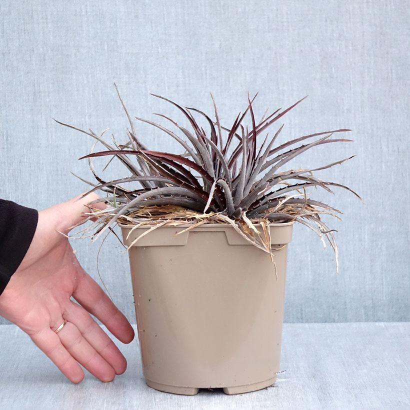 Dyckia Burgundy Ice 3L/4L pot sample as delivered in autumn