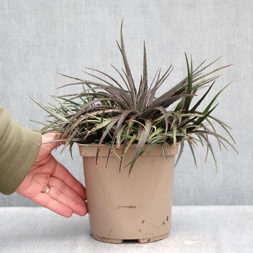 Dyckia Burgundy Ice 3L/4L pot sample as delivered in winter