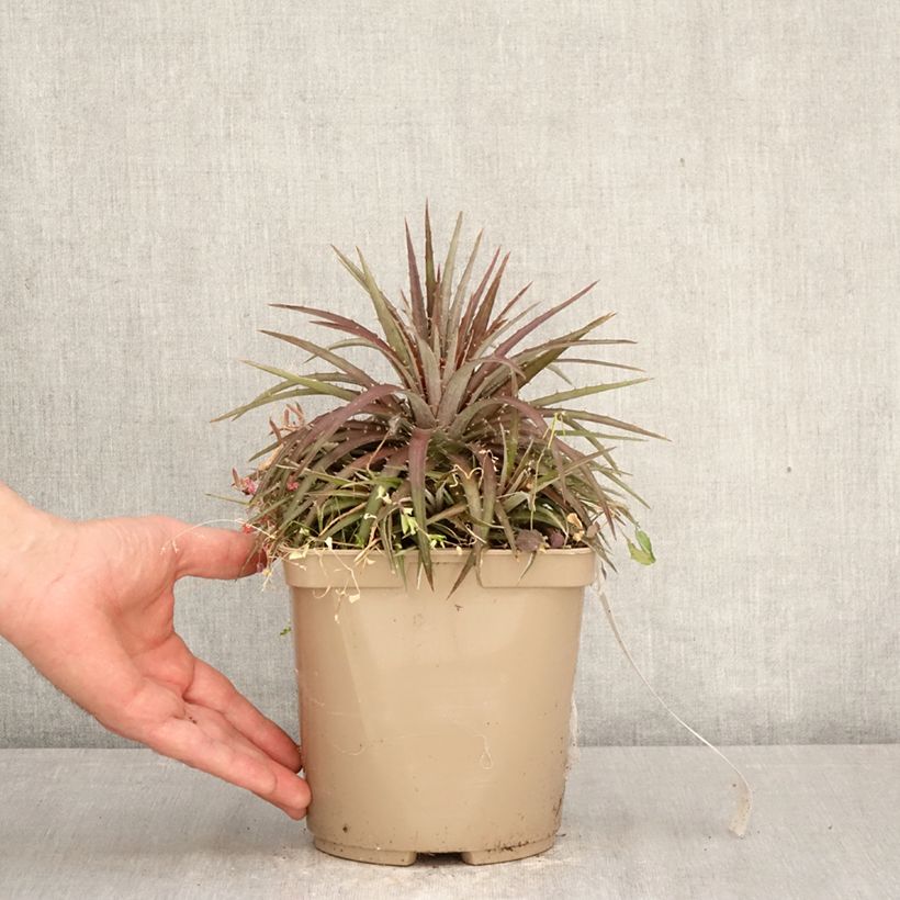 Dyckia Burgundy Ice 3L/4L pot sample as delivered in spring