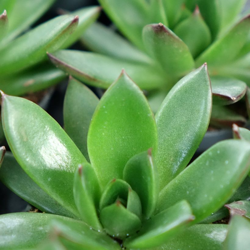 Echeveria agavoides 'Red Tip' - Echéveria à feuilles d'agave, Echévéria petit agave (Foliage)