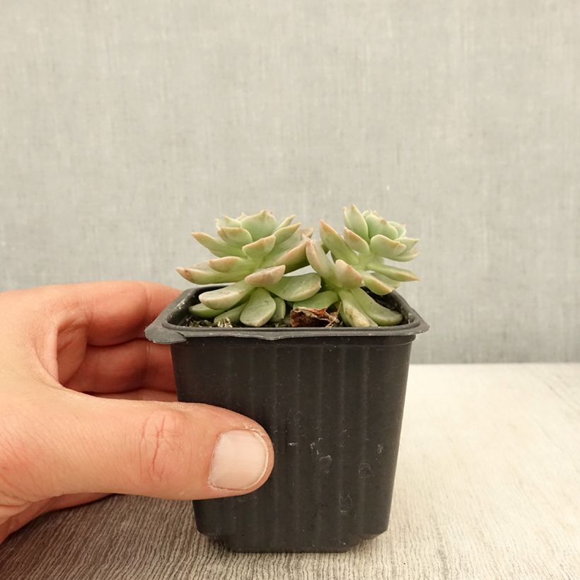 Echeveria derenbergii 8/9 cm pot sample as delivered in spring