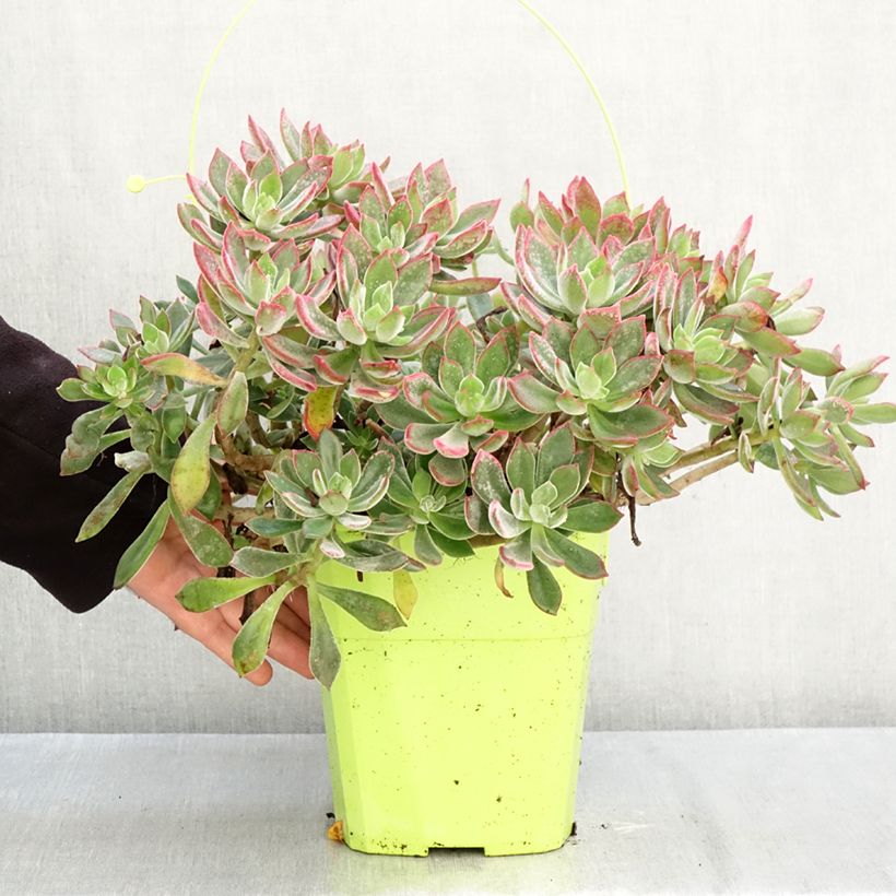 Echeveria Devotion 3L/4L pot sample as delivered in autumn