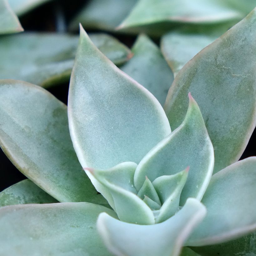 Echeveria  'Madiba' - Echeveria hybride Madiba (Foliage)