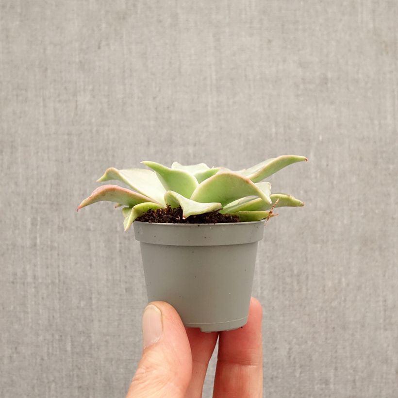 Echeveria  'Madiba' - Echeveria hybride Madiba mini plant sample as delivered in spring