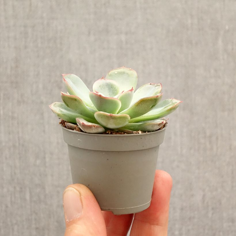 Echeveria  'Parva' mini plant sample as delivered in spring