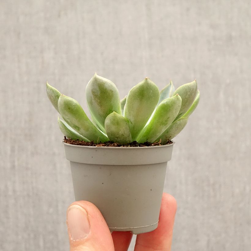 Echeveria runyonii 'Pink Edge' mini plant sample as delivered in spring