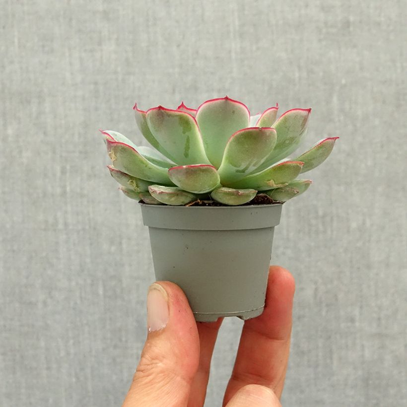 Echeveria pulidonis mini plant sample as delivered in spring