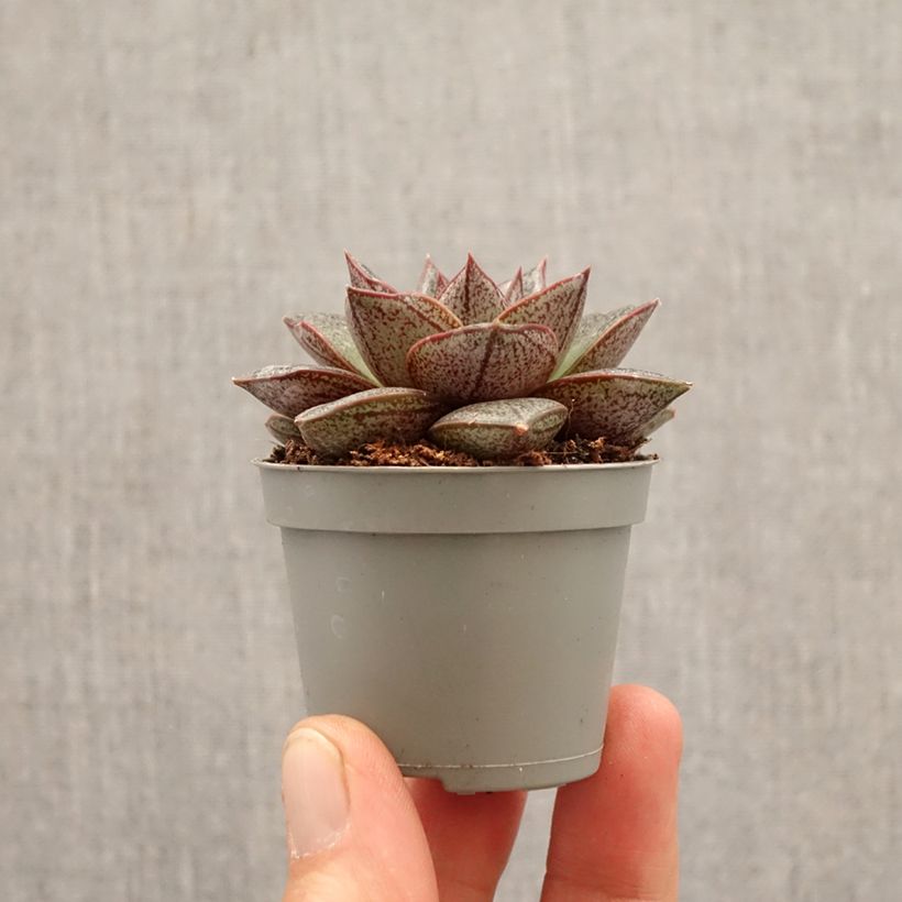 Echeveria purpusiorum mini plant sample as delivered in spring