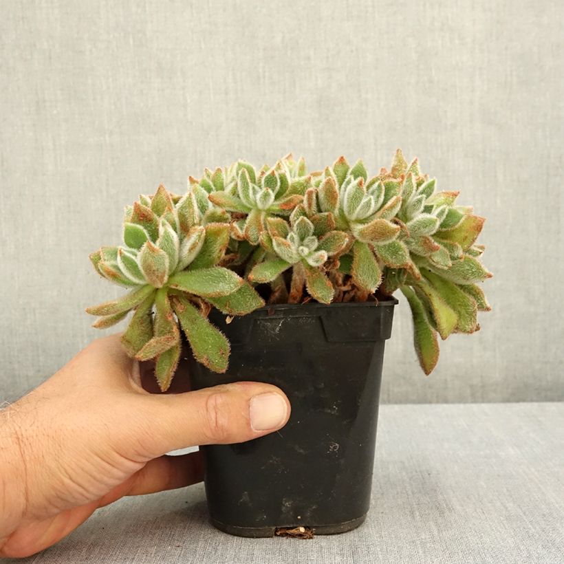 Echeveria setosa 1L/1.5L pot sample as delivered in summer