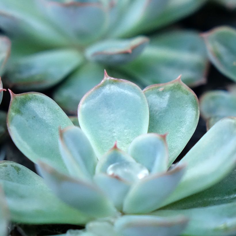 Echeveria  'Shira' (Foliage)