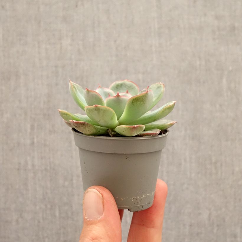 Echeveria  'Shira' mini plant sample as delivered in spring