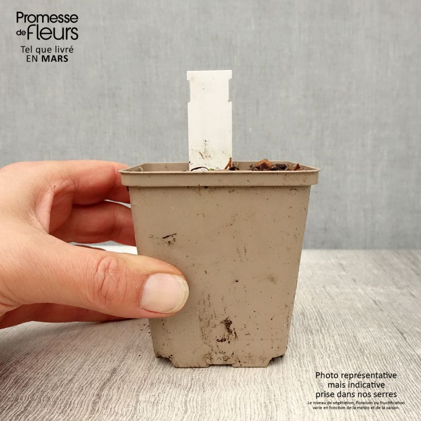 Echinacea angustifolia - Coneflower 8/9 cm pot sample as delivered in spring