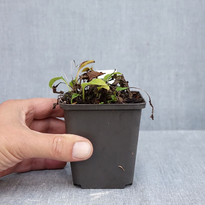 Echinacea purpurea Avalanche - Purple Coneflower 8/9 cm pot sample as delivered in autumn