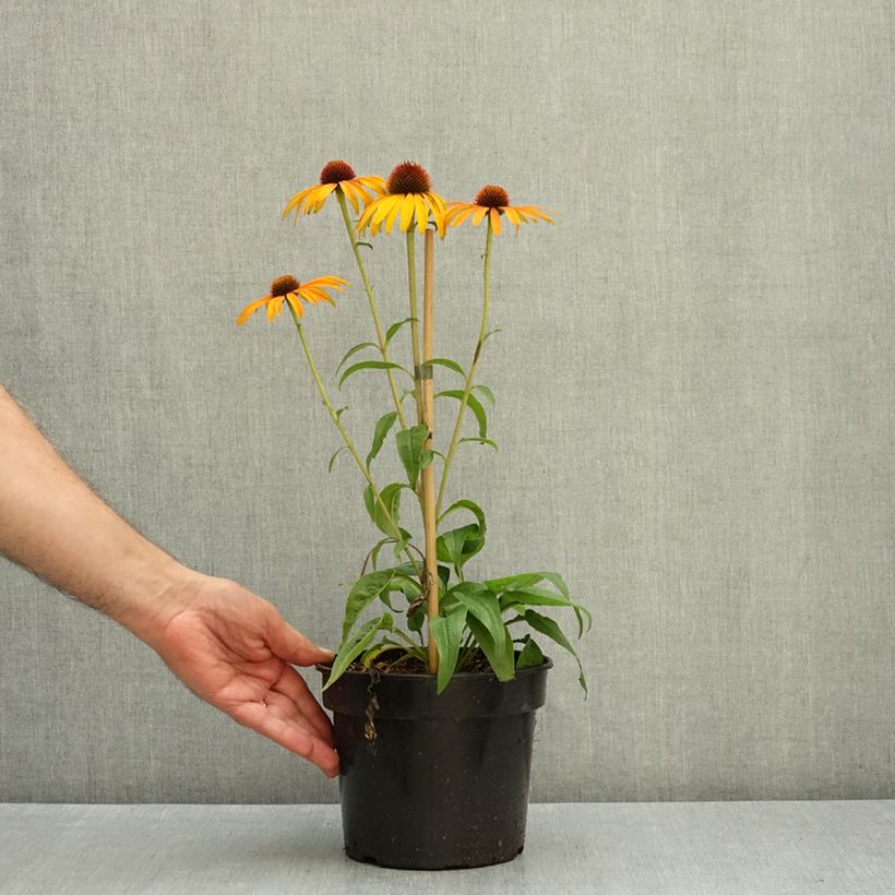 Echinacea purpurea Big Kahuna - Purple Coneflower 3L/4L pot sample as delivered in autumn