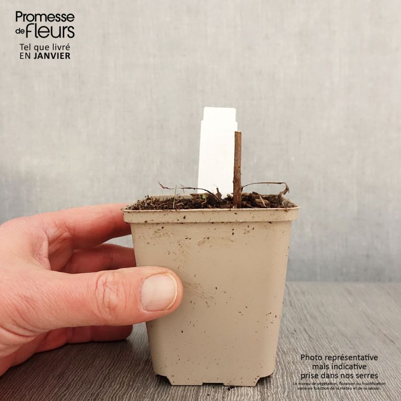 Echinacea purpurea Colourburst Orange - Purple Coneflower 8/9 cm pot sample as delivered in winter