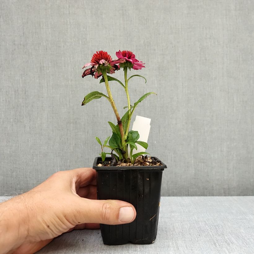 Echinacea Evolution Colorific - Purple coneflower 8/9 cm pot sample as delivered in summer