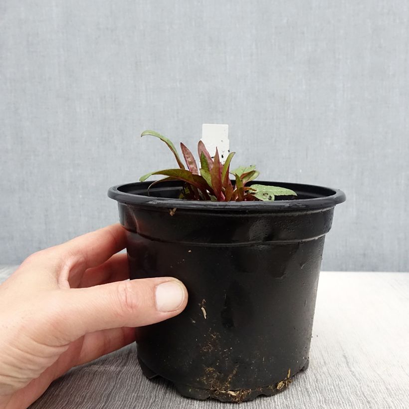 Echinacea purpurea Fatal Attraction - Purple Coneflower 2L/3L pot sample as delivered in spring