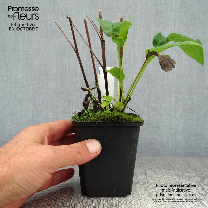 Echinacea purpurea Fragrant Angel - Purple Coneflower 8/9 cm pot sample as delivered in autumn