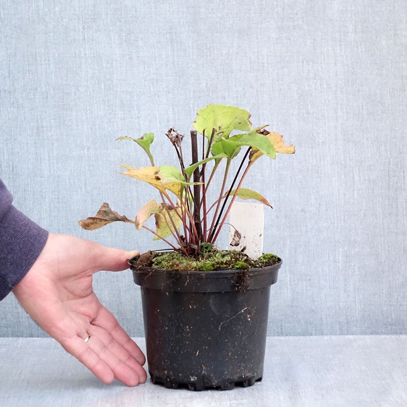 Echinacea purpurea Green Twister - Purple Coneflower 1.5L/2L pot sample as delivered in autumn