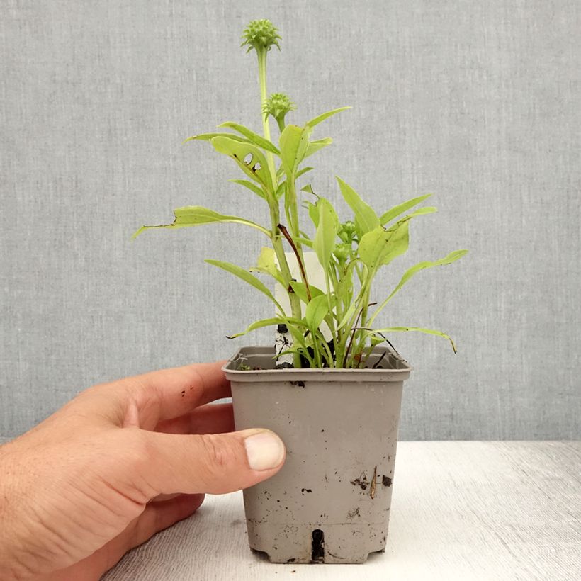 Echinacea purpurea Kismet White - Purple coneflower 8/9 cm pot sample as delivered in summer