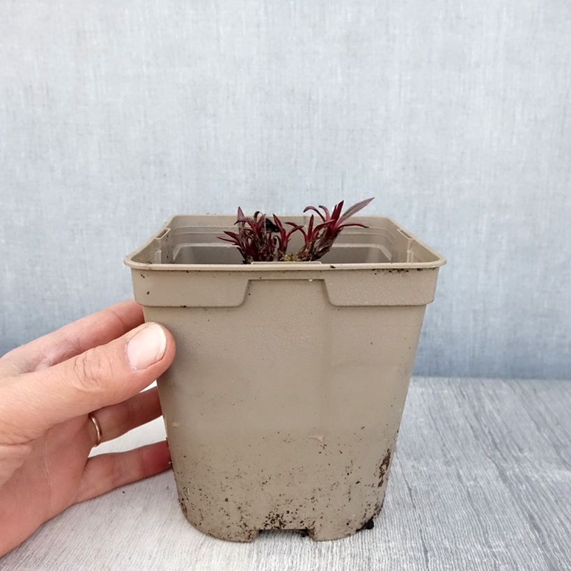 Echinacea pallida - Pale Purple Coneflower 2L/3L pot sample as delivered in spring