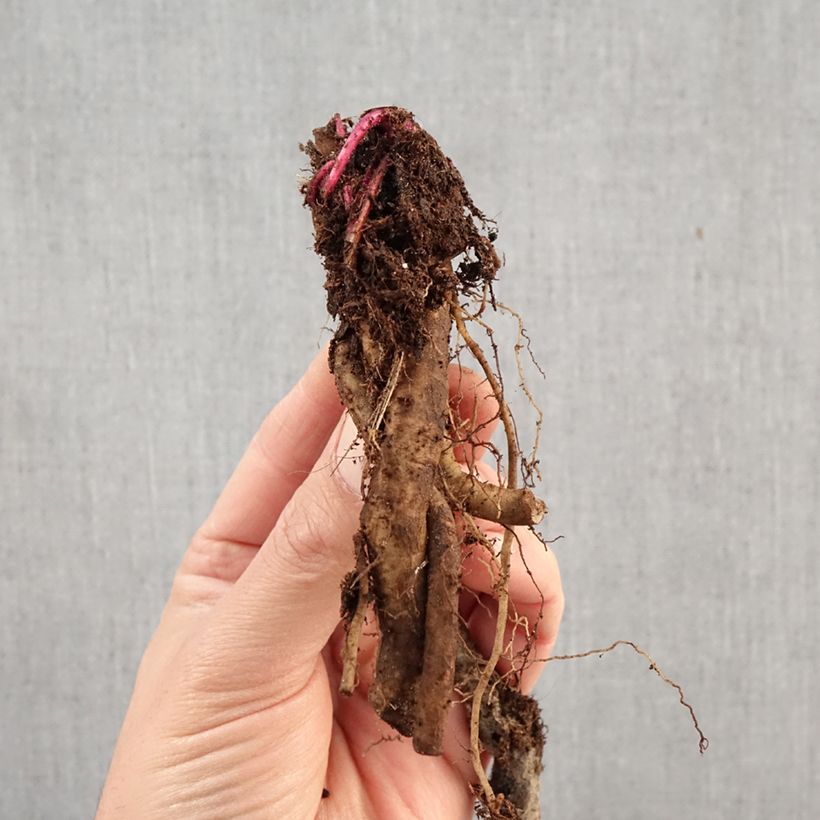 Echinacea pallida - Pale Purple Coneflower Bare root sample as delivered in winter