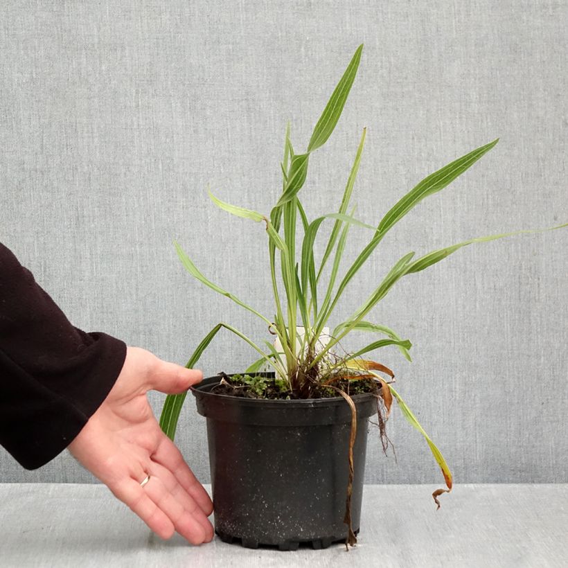 Echinacea paradoxa - Coneflower 2L/3L pot sample as delivered in autumn