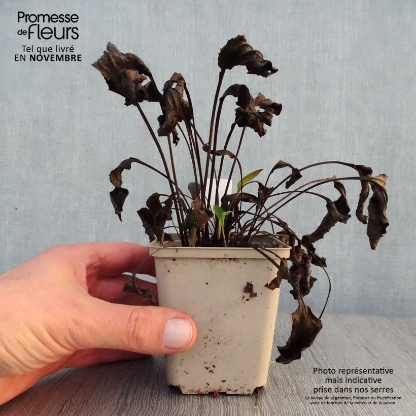 Echinacea purpurea Purity - Purple Coneflower 8/9 cm pot sample as delivered in autumn