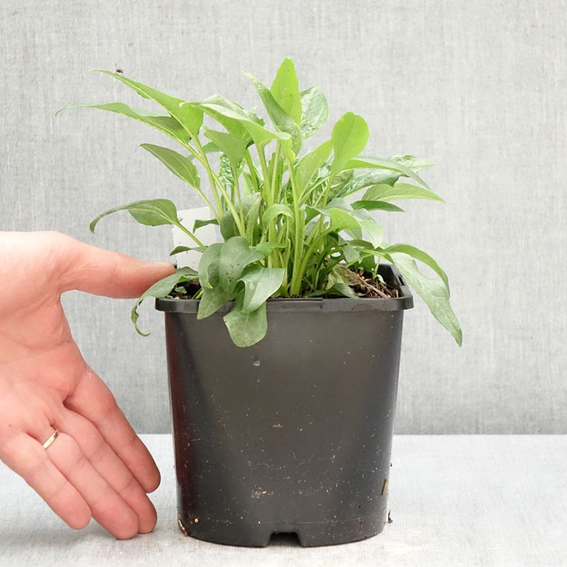 Echinacea purpurea Alba - Purple Coneflower 2L/3L pot sample as delivered in spring