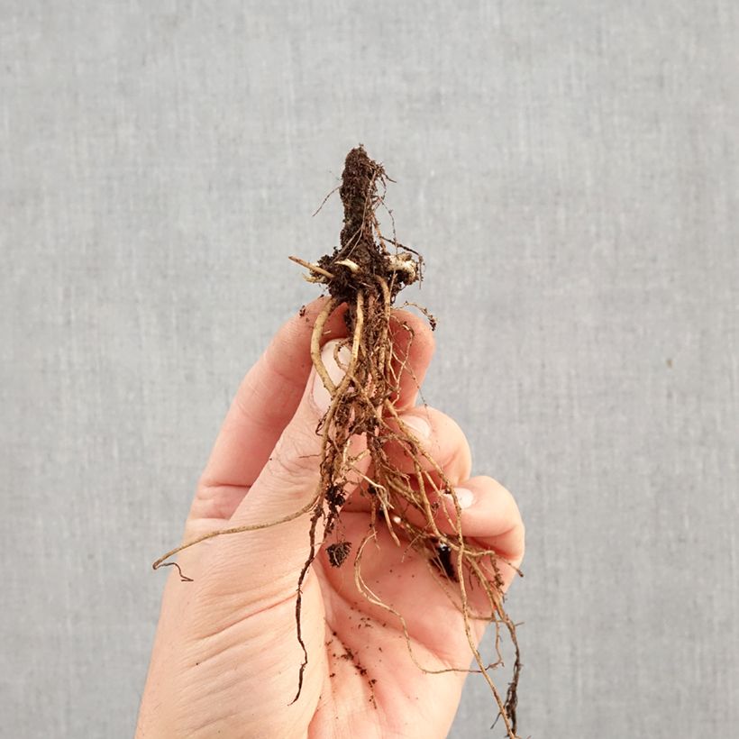 Echinacea purpurea Alba - Purple Coneflower Bare root sample as delivered in winter