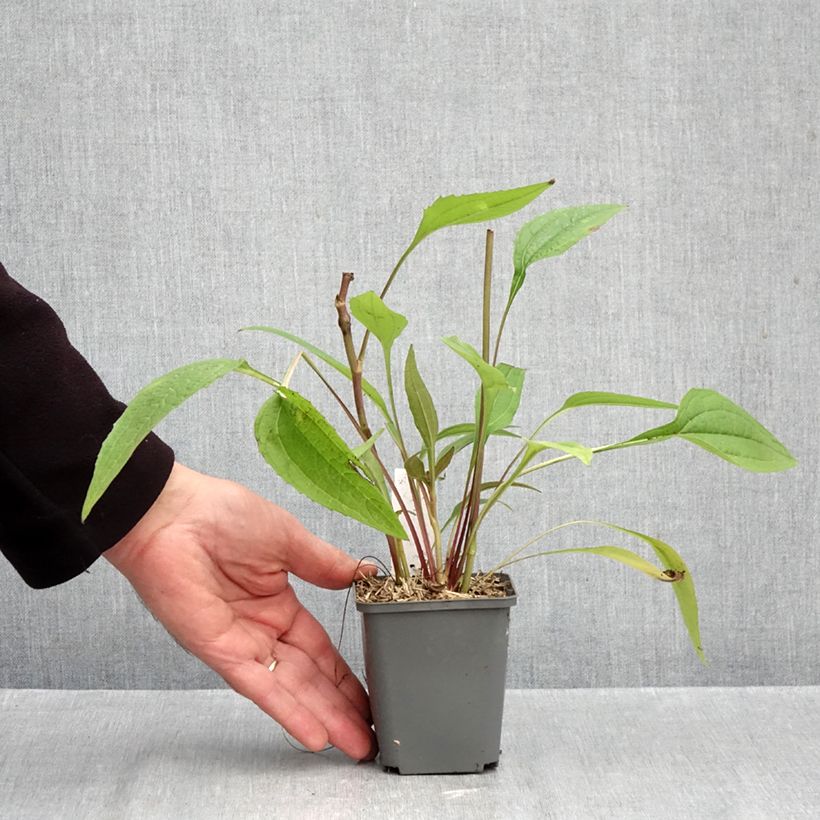 Echinacea purpurea Augustkönigin - Purple Coneflower 8/9 cm pot sample as delivered in autumn