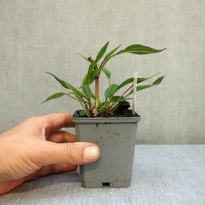 Echinacea purpurea Delicious Candy - Purple coneflower 8/9 cm pot sample as delivered in autumn
