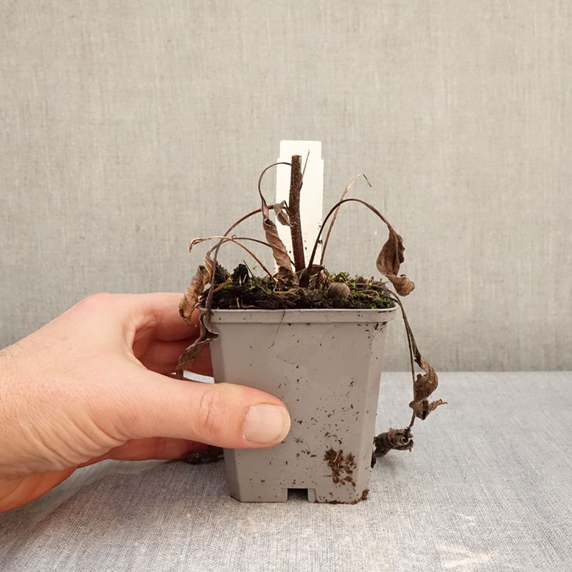 Echinacea purpurea Delicious Candy - Purple coneflower 8/9 cm pot sample as delivered in winter