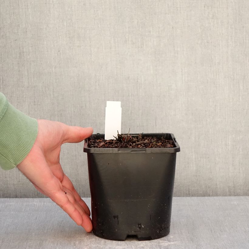 Echinacea purpurea Doubledecker - Purple Coneflower 2L/3L pot sample as delivered in winter