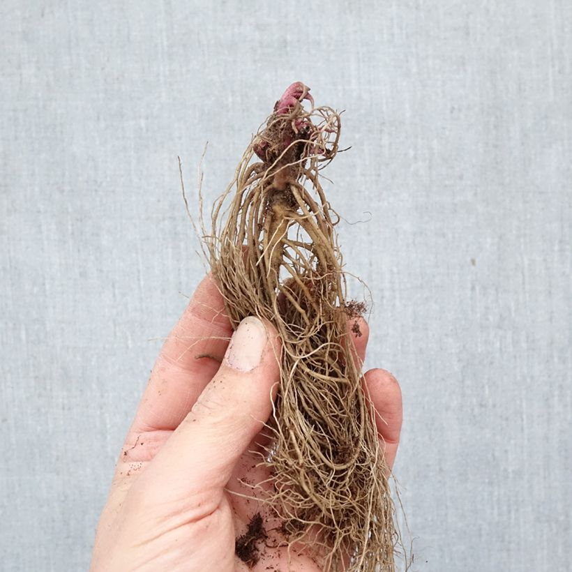 Echinacea purpurea - Purple Coneflower Bare root sample as delivered in winter
