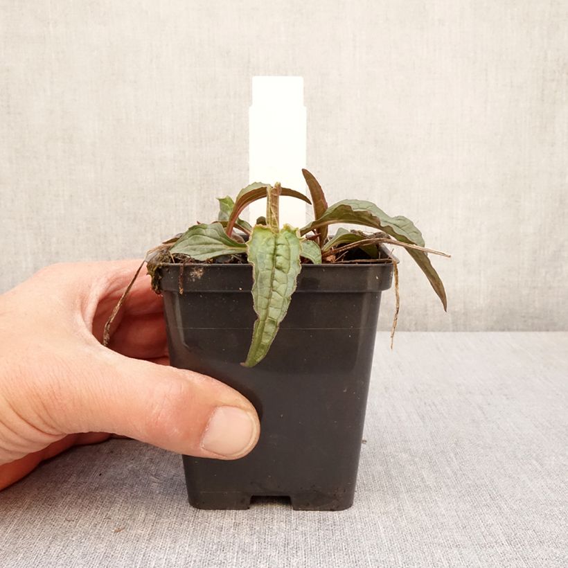 Echinacea purpurea Espinosa Green - Purple Coneflower 8/9 cm pot sample as delivered in spring